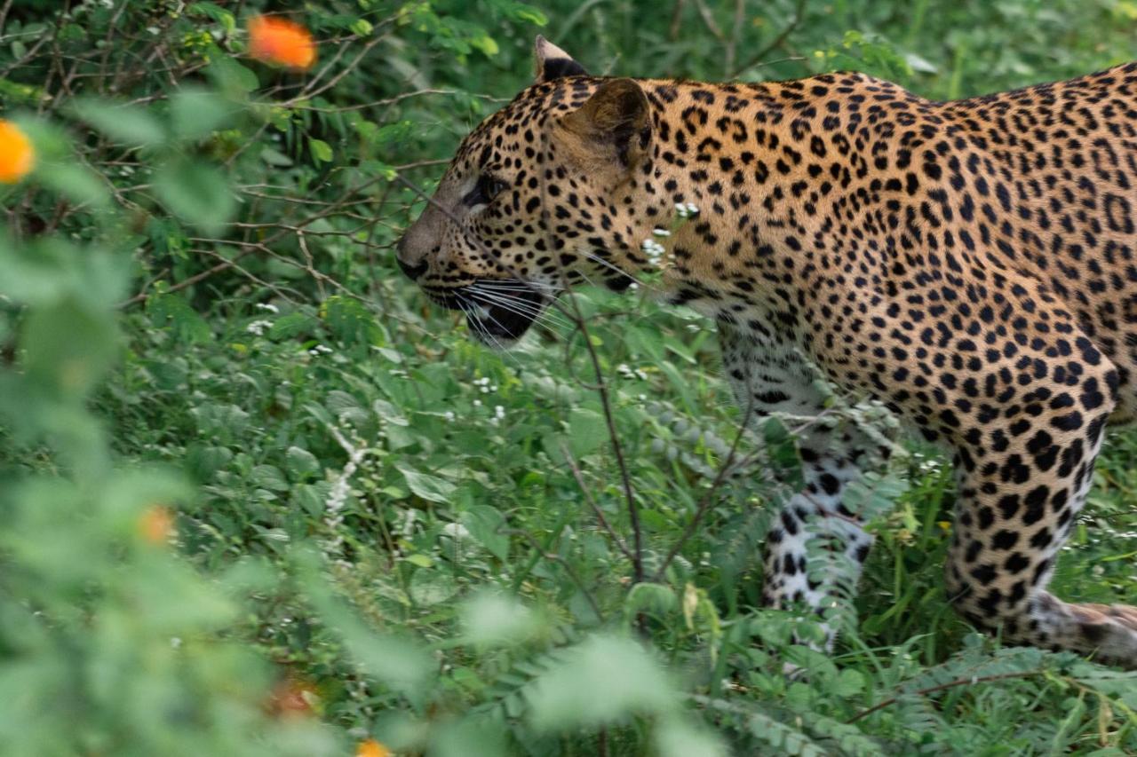 Funky Leopard Safari Lodge Bordering Yala National Park 카타라가마 외부 사진