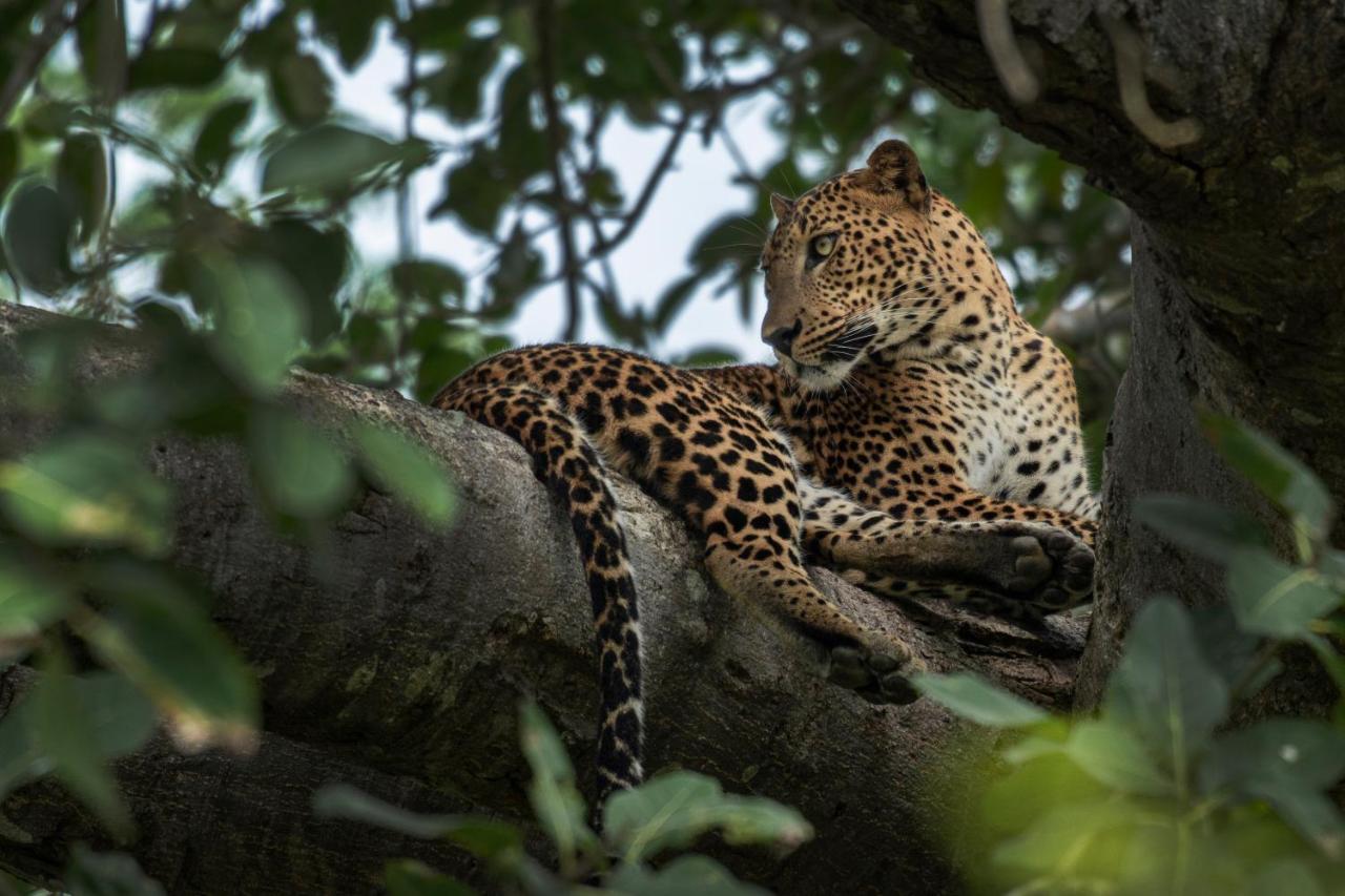Funky Leopard Safari Lodge Bordering Yala National Park 카타라가마 외부 사진