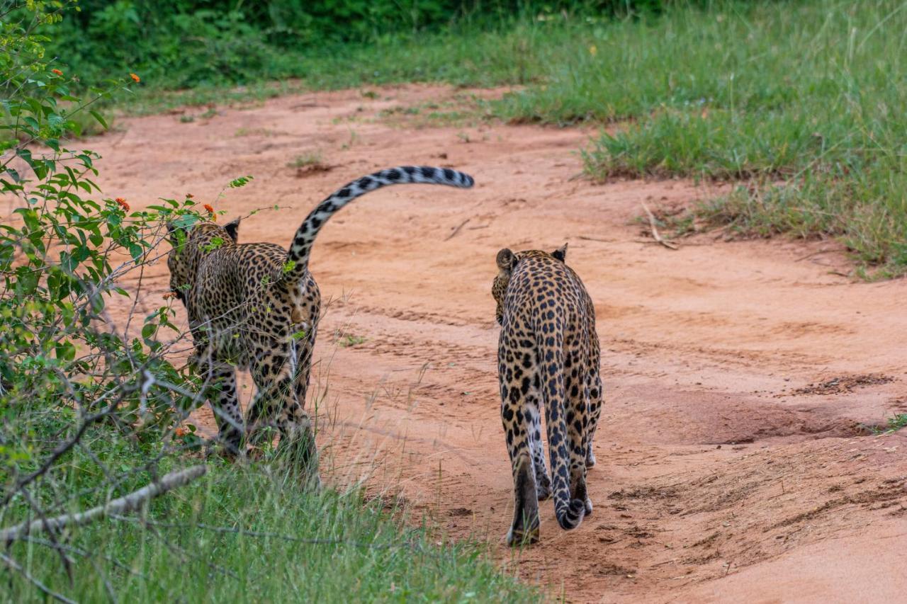 Funky Leopard Safari Lodge Bordering Yala National Park 카타라가마 외부 사진